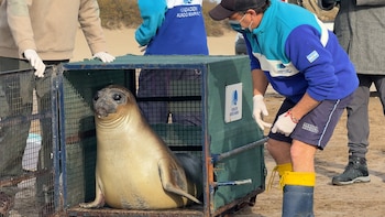 Una cría de elefante marino con ojos grandes y oscuros está dentro de una jaula metálica verde, con personas a su alrededor en una playa arenosa