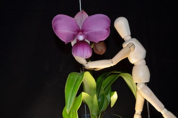 Phragmipedium Kovachii orquídea peruana y