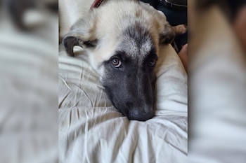 Primer plano de la cabeza de un perro con pelaje claro, hocico oscuro y un collar marrón, recostado sobre una superficie de tela blanca