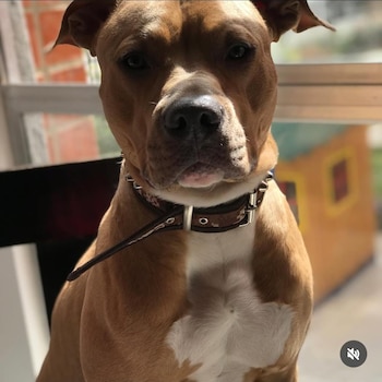 Magnus se tornou um símbolo de luta e esperança para milhares de seguidores e usuários digitais na Colômbia - crédito triannacamilo/Instagram