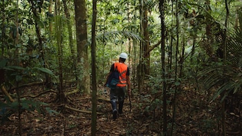 La certificación FSC exige auditorías