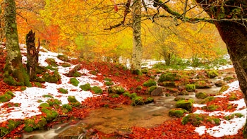 5 bosques en España que se transforman en otoño: colores intensos, parajes de cuento y rutas para vivirlos