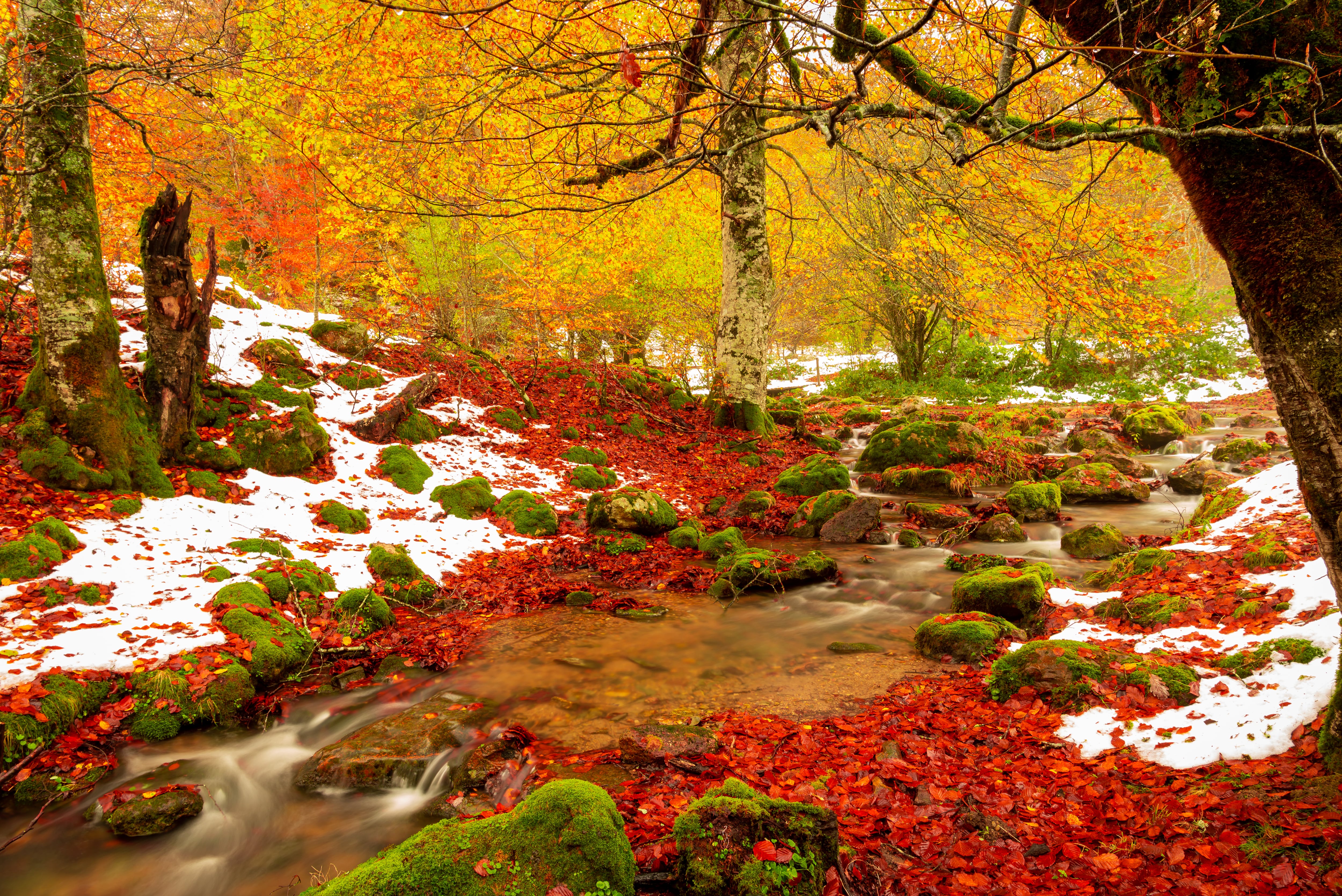 Selva de Irati. (Shutterstock)