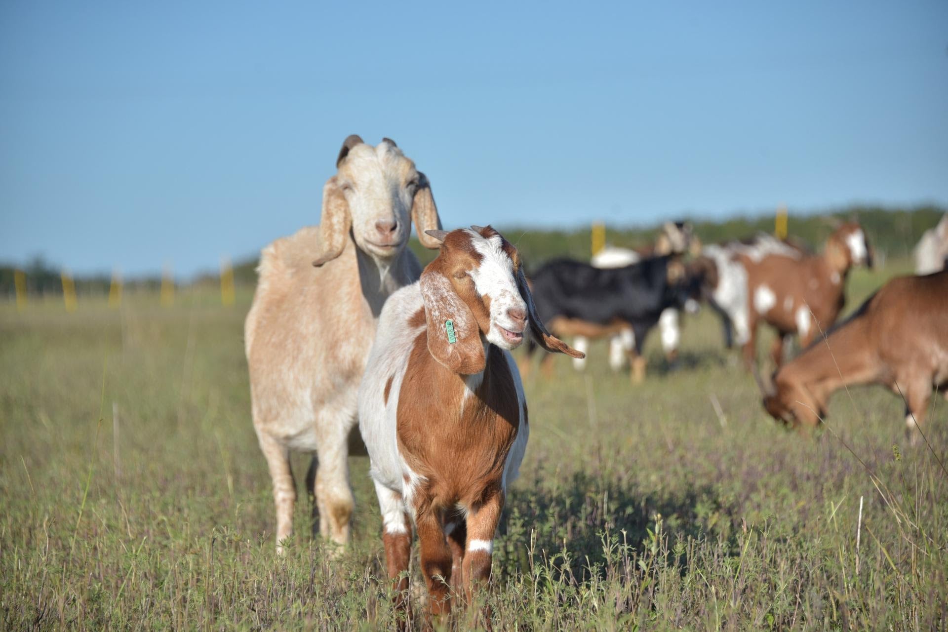 Durante los primeros siete meses de 2026, las exportaciones de carne caprina generaron US$ 715.000 (SAGyP)