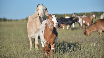 La carne caprina argentina gana terreno en el exterior: las exportaciones crecieron más de 380%