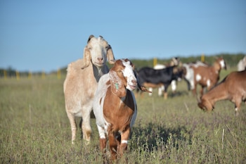 Cabras