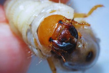 Especialistas del INTA recomiendan realizar