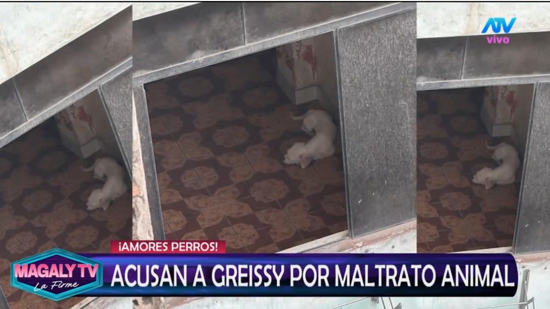 Greissy Ortega enfrenta acusaciones de presunto maltrato animal: vecinos difunden videos y audios. Captura: Magaly TV La Firme.