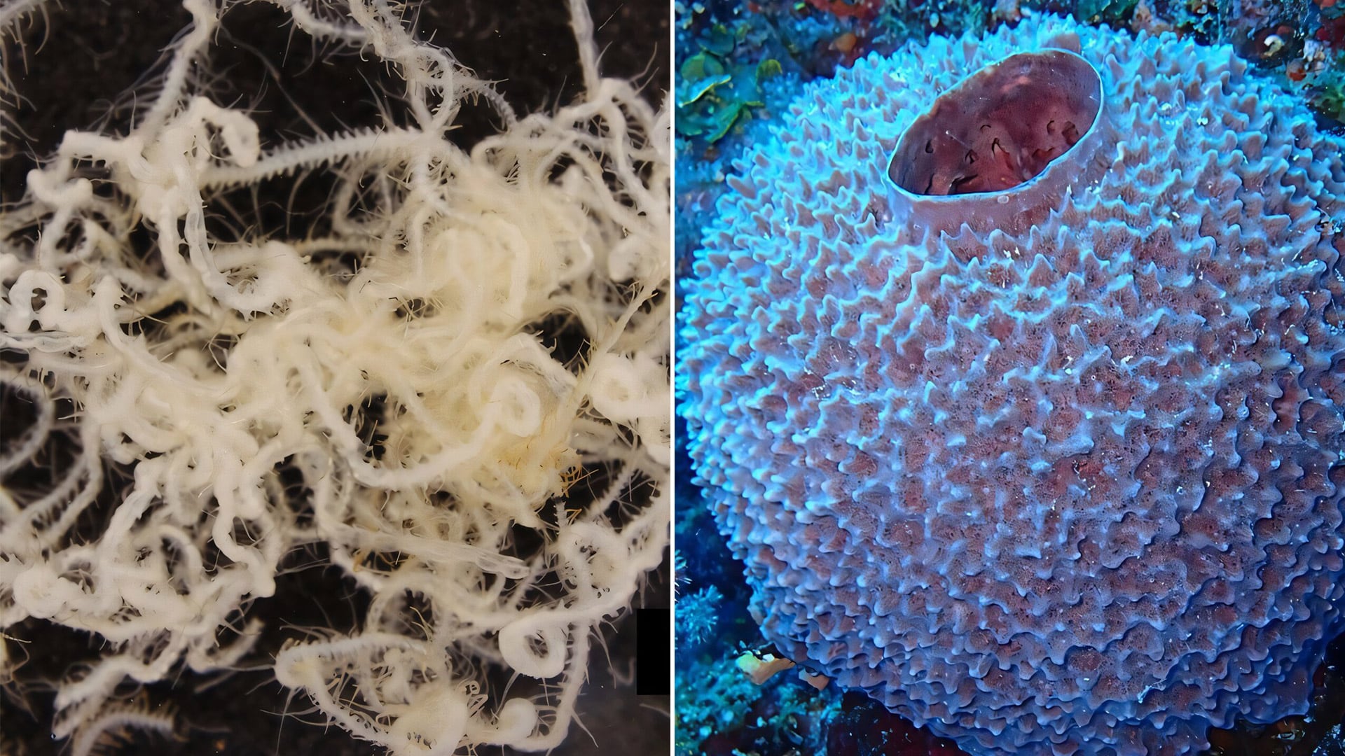 El estudio elevó a 13 las formas detectadas de estos anélidos simbiontes que viven dentro de esponjas marinas