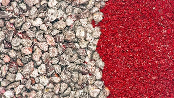 Arequipa lidera la producción tecnificada, mientras Ayacucho, Huancavelica, Apurímac y Cusco destacan en la recolección silvestre. Difusión
