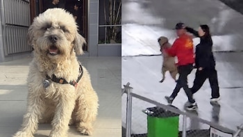 Chismoso, el perrito ARMY que se coló en el último concierto de BTS en San Marcos, busca una familia que lo adopte