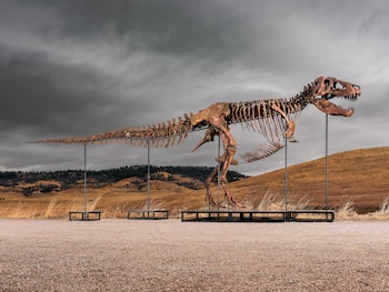 Los escaneos mostraron señales de estrés mecánico en el tejido óseo y desgaste en los dientes, lo que indicó que las crías del T. rex caminaban y se alimentaban de presas vertebradas. (Archivo Matthew Sherman/Sotheby's vía AP)