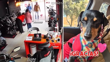 Perro que se extravió en