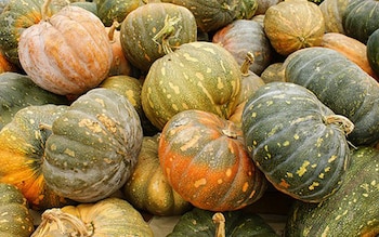 La calabaza de castilla, protagonista