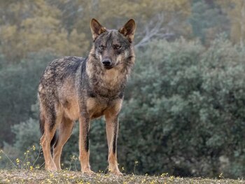 Un perro con pelaje gris y castaño permanece de pie sobre la hierba ante un fondo de vegetación