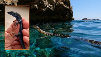 Una serpiente invasora está acabando con las lagartijas endémicas de Ibiza: puede nadar entre islotes y ya ocupa el 90 % de la zona