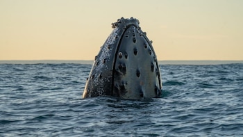 “Popa”, la ballena jorobada que reveló una nueva ruta migratoria entre la Patagonia y la Antártida