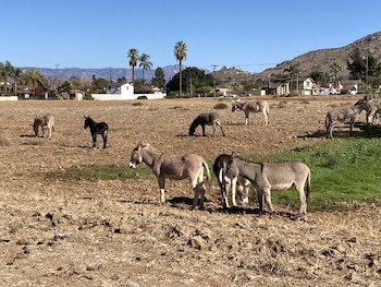 En Reche Canyon, alimentarlos está prohibido, pero algunos residentes prefieren pagar una multa antes que dejar a los animales sin comida. (Facebook/Reche Canyon)