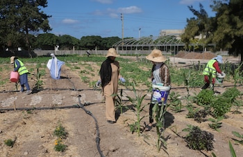 A cooperação com Israel proporciona assistência técnica e transferência de tecnologia para a agricultura, melhorando a gestão da água e a produtividade nas Honduras. (imagem do arquivo)