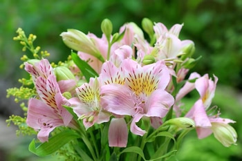 La iniciativa de revitalización y