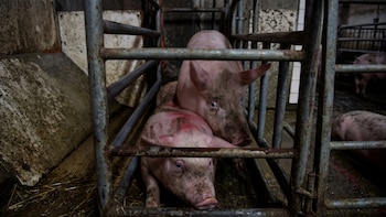 Hacinamiento, golpes y mutilaciones: más de 2 mil millones de animales en México fueron matados para consumo humano durante 2025