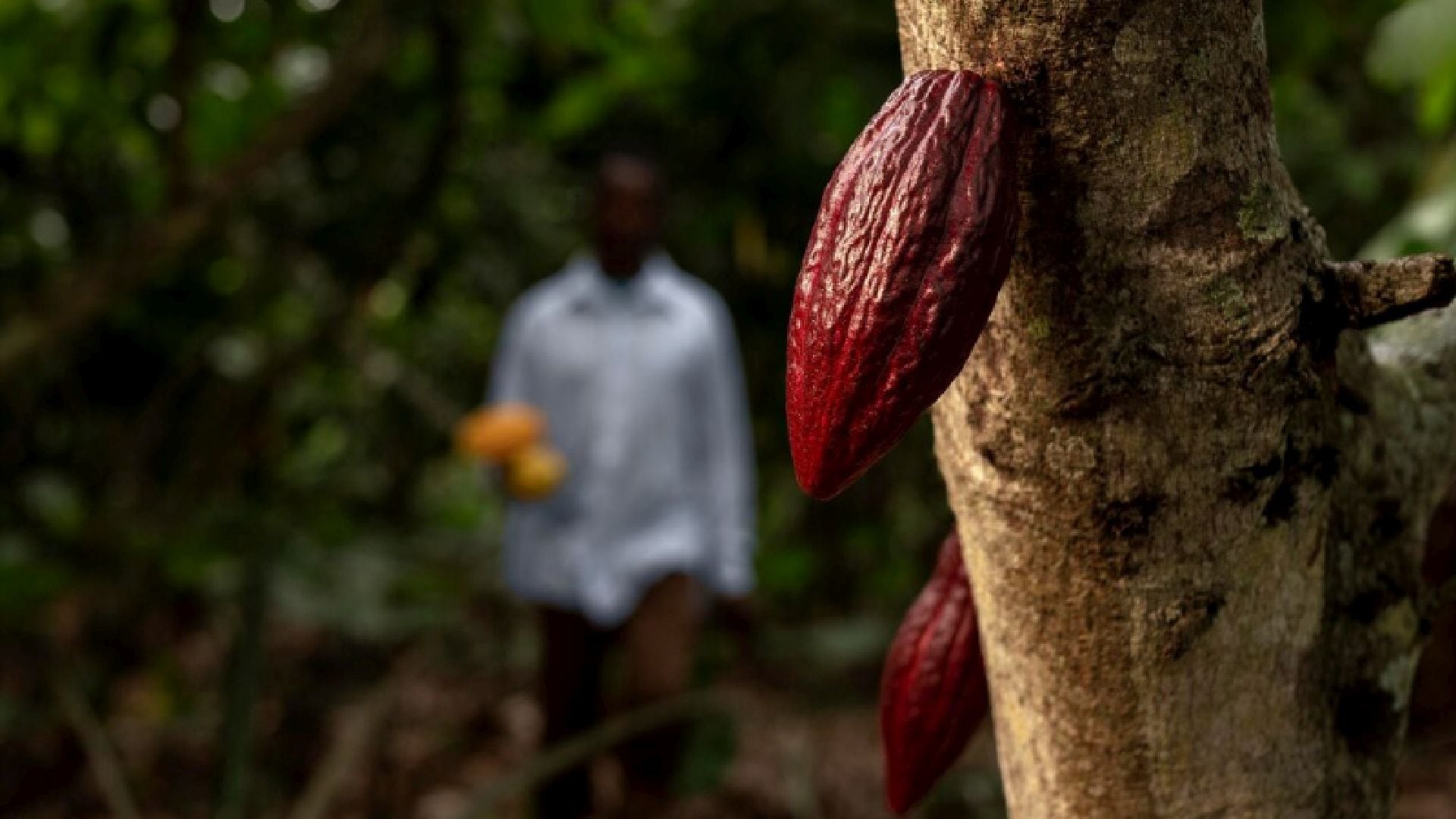 Un fuerte fenómeno de El Niño amenaza con llevar lluvias intensas a Ecuador y condiciones más secas a África Occidental e Indonesia, tres regiones clave para la producción de cacao. (Freepik)