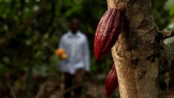 Día Mundial del Cacao y Chocolate – cacao – chocolate – Perú – noticias – 7 julio