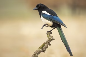 Una urraca de plumaje negro, blanco y azul brillante posada en una rama sobre un fondo claro desenfocado