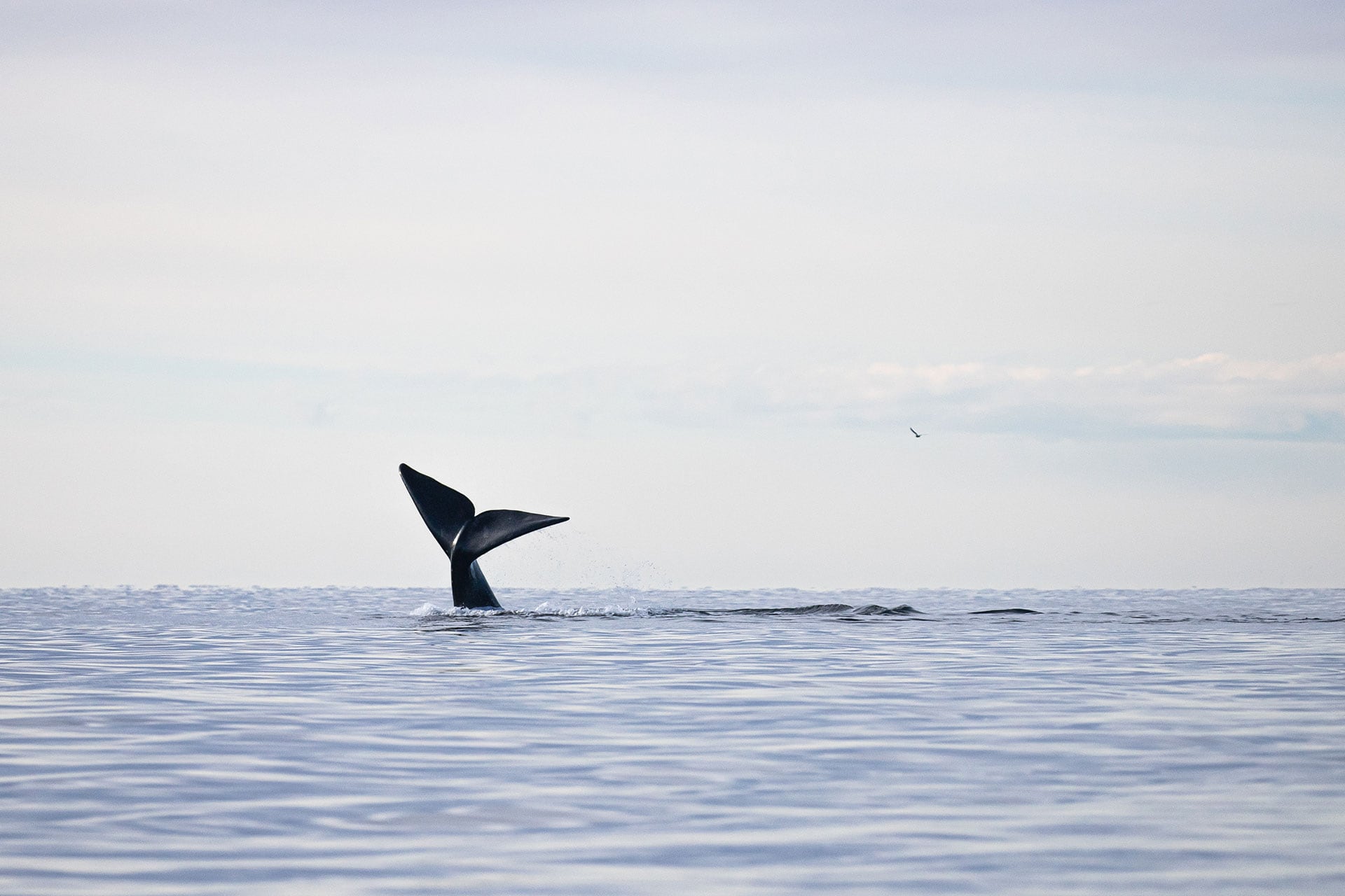 El relevamiento en Península Valdés contabilizó 2.110 ballenas y confirmó uno de los registros más altos de la especie (Foto: Mailén Palma)