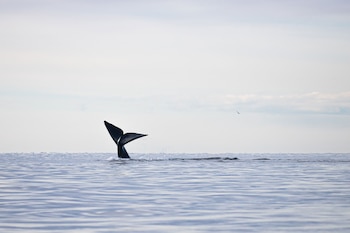 Otra búsqueda de minimalismo pero en este caso con la cola, símbolo por excelencia de la ballena.
¡Esta galería es sólo una pequeña porción de la fauna y flora que alberga el golfo y sus alrededores!
Especie. Ballena Franca Austral (Eubalaena australis)