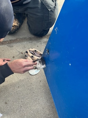 Gracias a los esfuerzos del