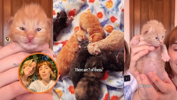 Una pareja convierte una habitación en una guardería para siete gatitos huérfanos y los bautiza como personajes de ‘The Pitt’