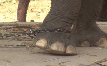 Una gruesa cadena de hierro