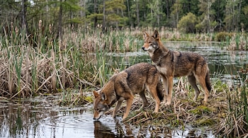Dos lobos rojos junto a un humedal con juncos y árboles; uno bebe agua en la orilla y el segundo se encuentra de pie detrás.
