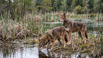 Por qué tres instalaciones federales podrían ser decisivas en la recuperación del lobo rojo en Estados Unidos