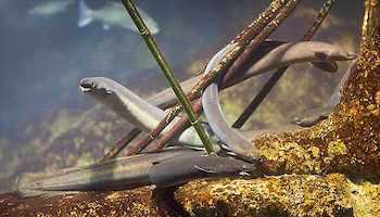 Varios ejemplares de anguila europea.