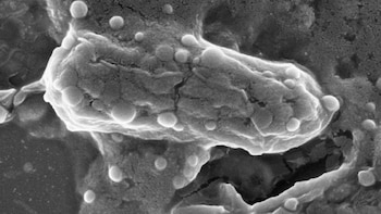 Científicos argentinos descubren un método