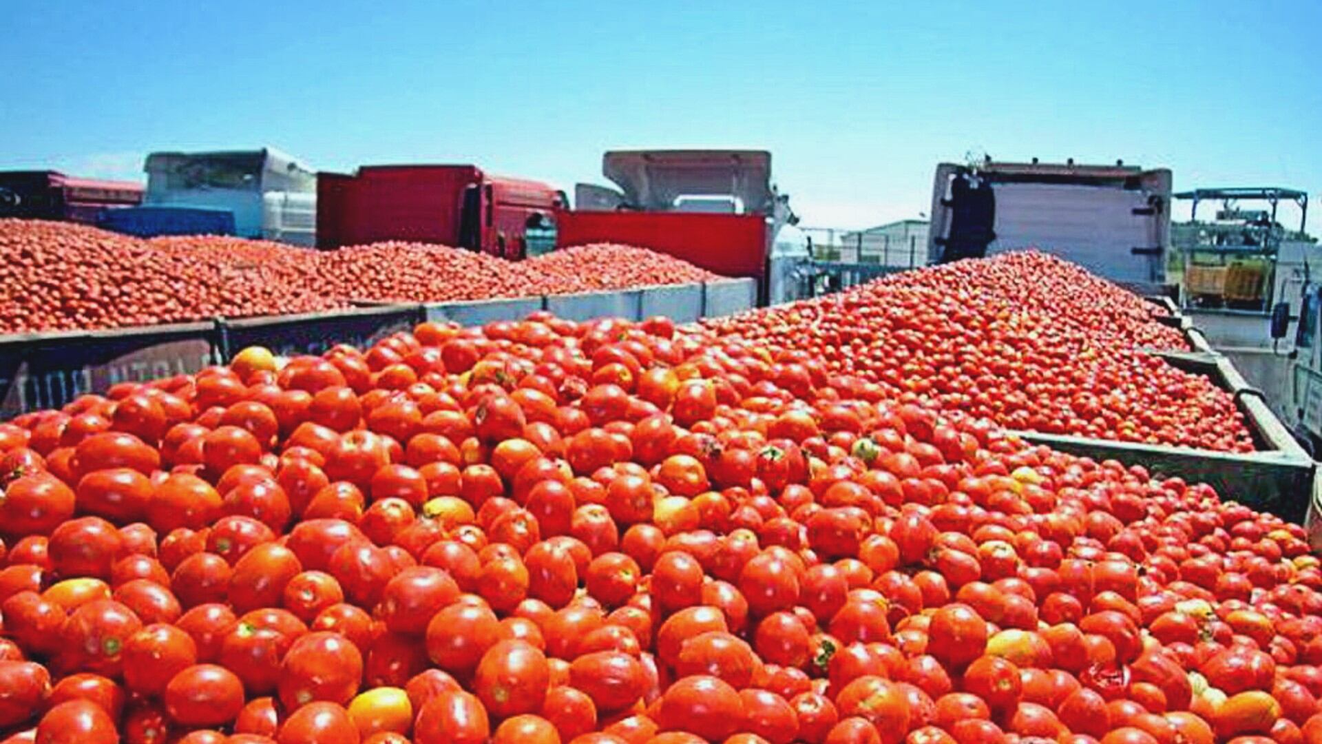Conoce cuáles son las tres variantes de jitomates mexicanos que más se consumen en EEUU - Infobae