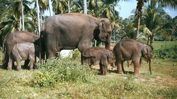 Cuando un miembro de la