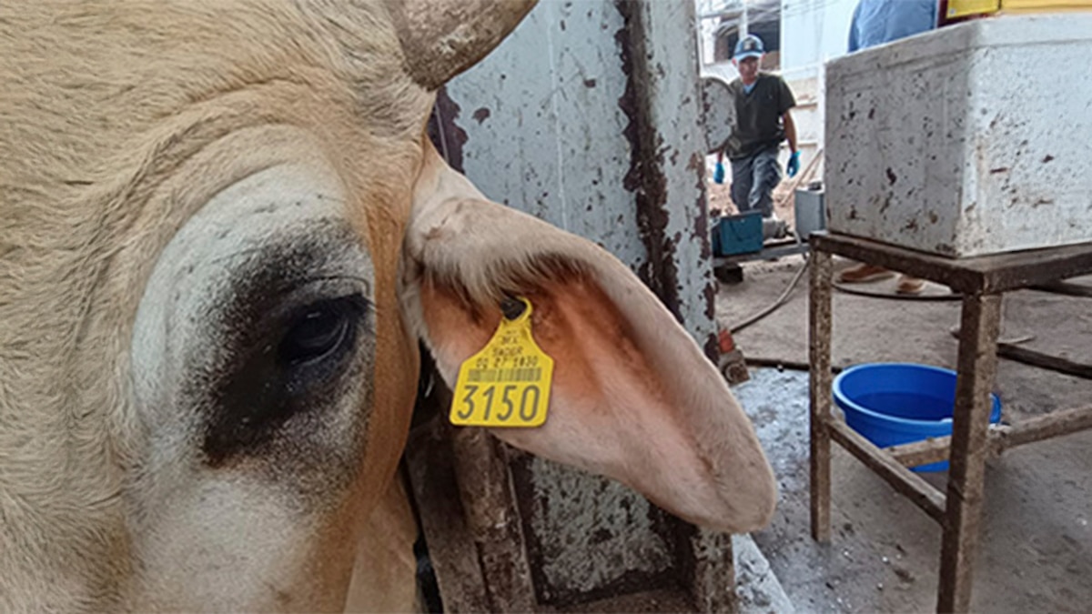 La detección de 10 casos de gusano barrenador activa protocolos preventivos en Michoacán - Infobae