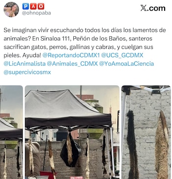 Captura de pantalla de un mensaje en la red social X con texto de denuncia y tres fotografías de pieles colgadas bajo una carpa en una azotea