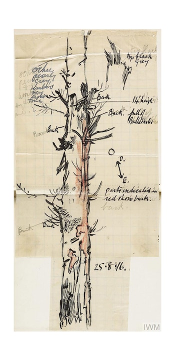 Árbol de camuflaje, árbol de observacion