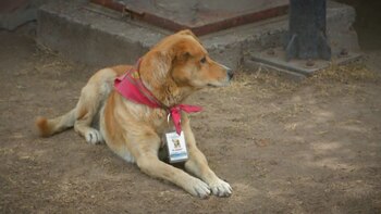 Una foto de El Güero