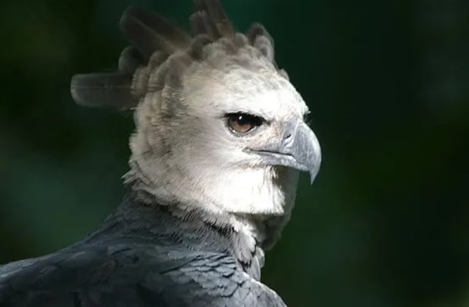 Nacida en el zoológico de Miami, el águila harpía Panamá recibió su nombre como homenaje a la nación panameña. (Cortesía)