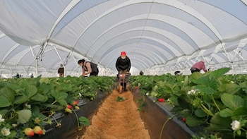 Detenido en Huelva un encargado