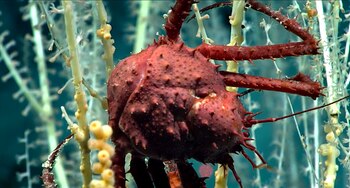 Los animales de aguas profundas