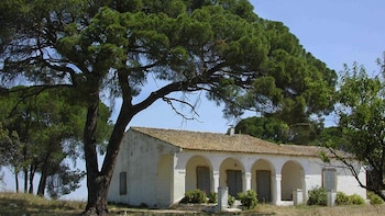 Adiós al pino en el