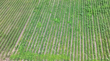 El Gobierno de Honduras coordina con organismos internacionales mecanismos de apoyo económico y la creación de reservas estratégicas locales para familias vulnerables afectadas por el clima.