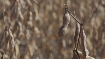 En Chicago también suben los