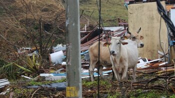 Animales que quedaron a la